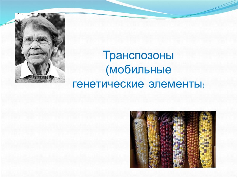 Транспозоны (мобильные генетические элементы)